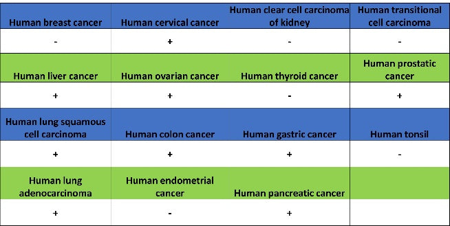 NQO1 Recombinant Rabbit mAb (S-1672-2)