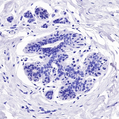 Claudin 3+Claudin 9 Recombinant Rabbit mAb (SDT-1452-80)