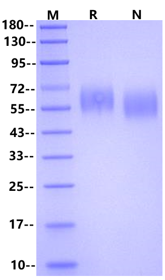 IL-13 R alpha 1 His Tag Protein, Cynomolgus