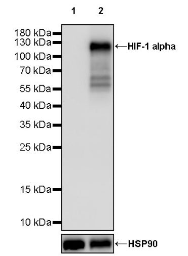 HIF-1α Recombinant Rabbit mAb (S-3123)