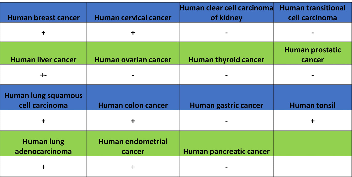 Cyclin E2 Recombinant Rabbit mAb (S-5247)