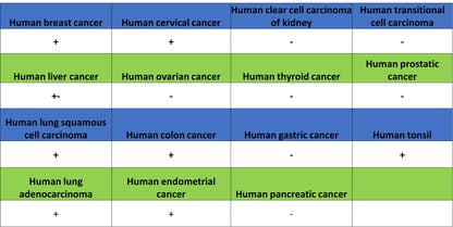 Cyclin E2 Recombinant Rabbit mAb (S-5247)