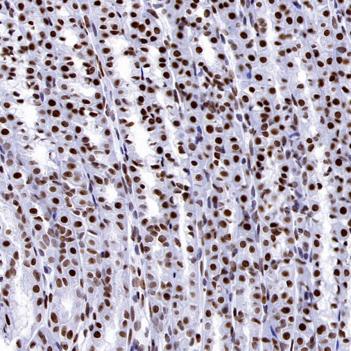Histone H3.3 Recombinant Rabbit mAb (S-3883)