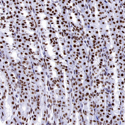 Histone H3.3 Recombinant Rabbit mAb (S-3883)