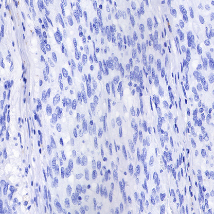 S-RMab® CD68 Recombinant Mouse mAb (SDT-R146)