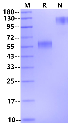 FLT-3L Protein, Human