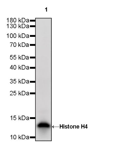 Histone H4 Recombinant Rabbit mAb (S-499-30)
