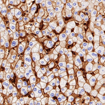 CD44 Mouse mAb (SDT-630-174)