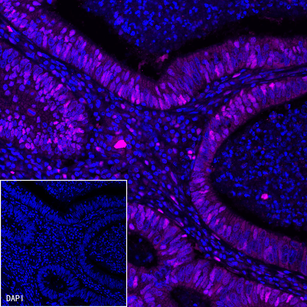 S-RMab® MCM2 Recombinant Rabbit mAb (SDT-018-68)