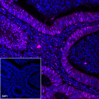 S-RMab® MCM2 Recombinant Rabbit mAb (SDT-018-68)
