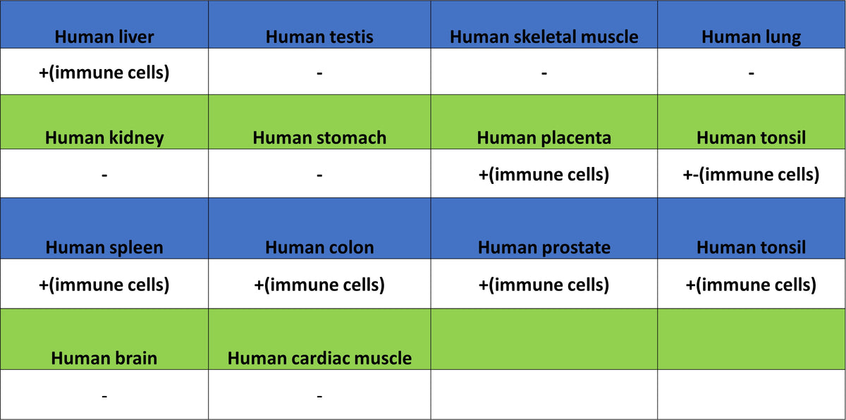 CD137 Recombinant Rabbit mAb (S-1726-175)