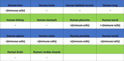 CD137 Recombinant Rabbit mAb (S-1726-175)