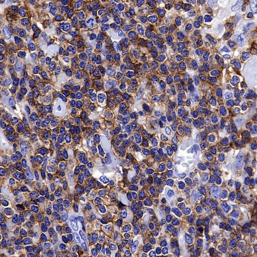 CD50 Recombinant Rabbit mAb (S-666-37)