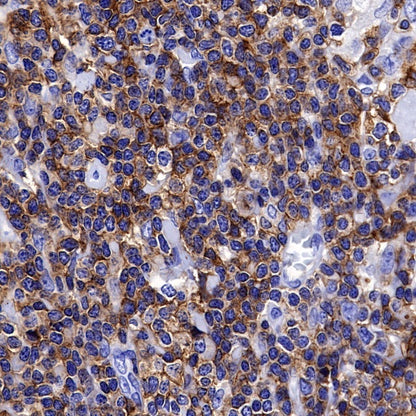 CD50 Recombinant Rabbit mAb (S-666-37)