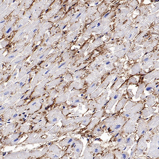 Connexin 43/GJA1 Rabbit Polyclonal Antibody