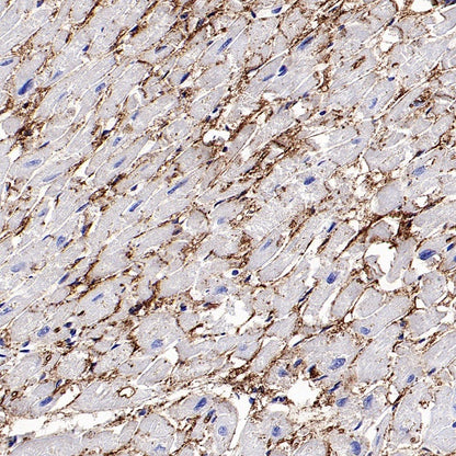 Connexin 43/GJA1 Rabbit Polyclonal Antibody