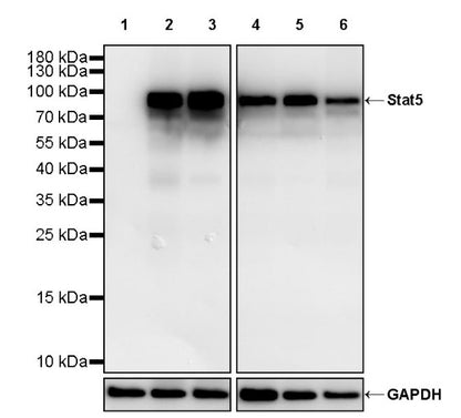 Stat5 Recombinant Rabbit mAb (S-2823-24)