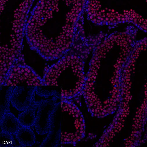 Goat Anti-Rat IgG(H+L) (Alexa Fluor® 594 Conjugate)