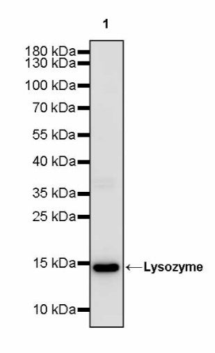 Lysozyme Rabbit Polyclonal Antibody