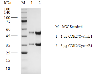 CDK2/CyclinE1 Protein,Human