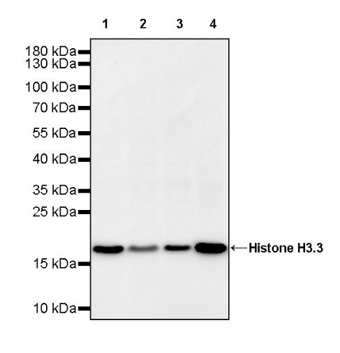 Histone H3.3 Recombinant Rabbit mAb (S-3883)