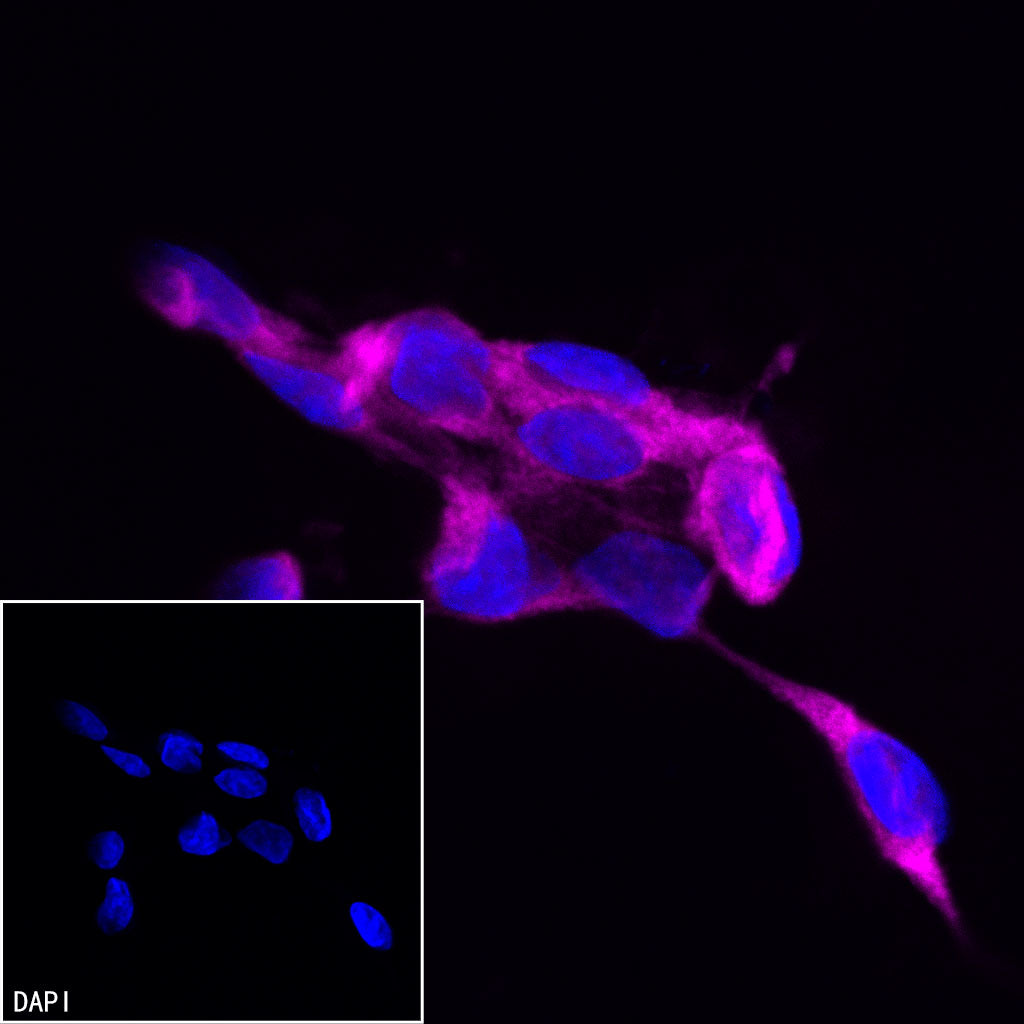 GAPDH Recombinant Mouse mAb (Alexa Fluor® 647 Conjugate) (S-4721)