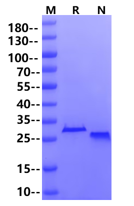 P53(Y220C) His Tag Protein, Human