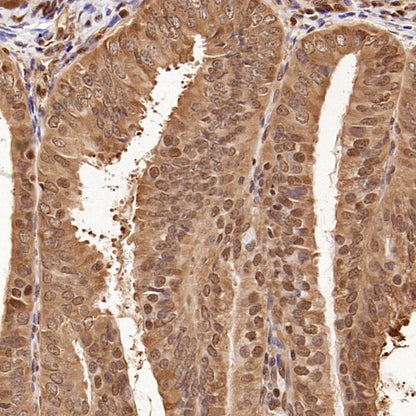 GAPDH Recombinant Mouse mAb (S-4721)