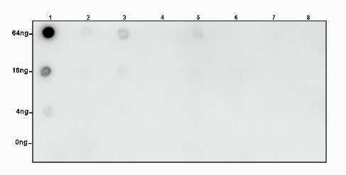 Symmetric Dimethyl Arginine (SDMA) Rabbit mAb (S-2129-14)