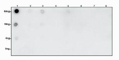 Symmetric Dimethyl Arginine (SDMA) Rabbit mAb (S-2129-14)