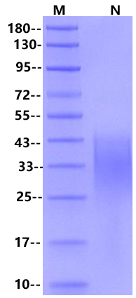CD27 Ligand/CD70 His Tag Protein, Cynomolgus