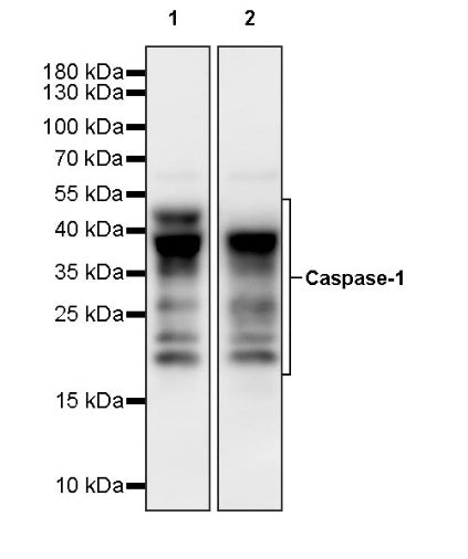 Caspase-1 Recombinant Rabbit mAb (S-1201-116)