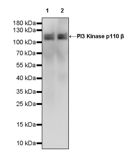 PI3 Kinase p110β Recombinant Rabbit mAb (S-1193-109)