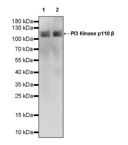 PI3 Kinase p110β Recombinant Rabbit mAb (S-1193-109)