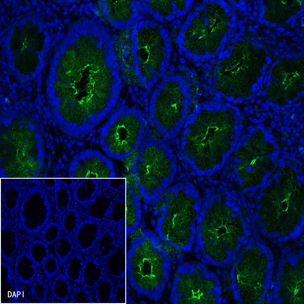 S-RMab® MUC1/EMA Recombinant Rabbit mAb (SDT-776-49)