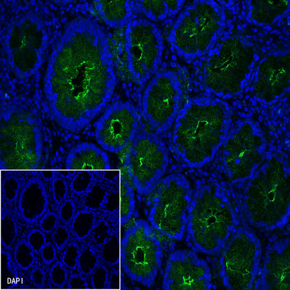 S-RMab® MUC1/EMA Recombinant Rabbit mAb (SDT-776-49)