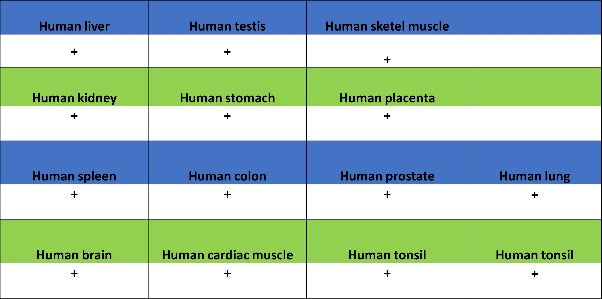 YWHAH/14-3-3 eta Recombinant Rabbit mAb (S-1327-22)
