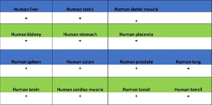 YWHAH/14-3-3 eta Recombinant Rabbit mAb (S-1327-22)