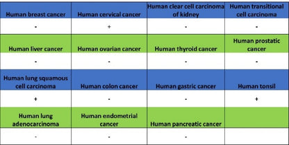 TIGIT Recombinant Rabbit mAb (S-4600)