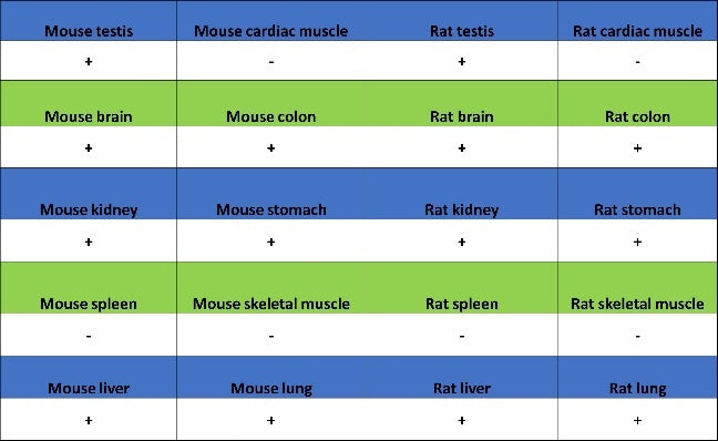 Phospho-GCN2 (T899) Recombinant Rabbit mAb (S-1665-19)