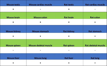 Phospho-GCN2 (T899) Recombinant Rabbit mAb (S-1665-19)