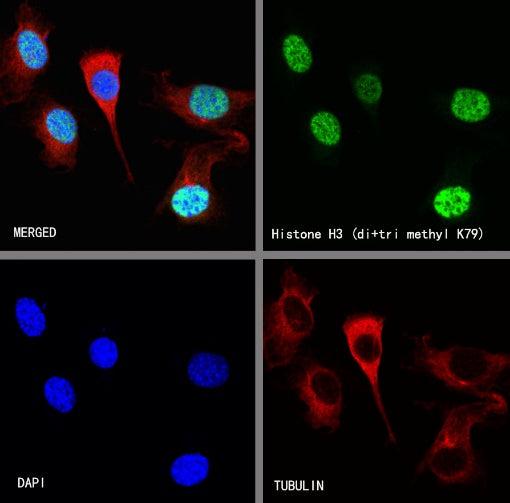 Histone H3 (di+tri methyl K79) Recombinant Rabbit mAb (S-854-48)
