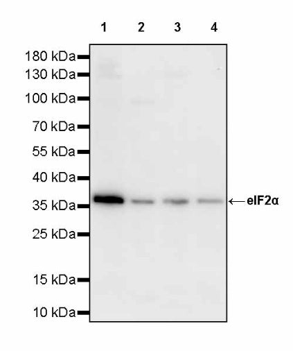 eIF2α Rabbit Polyclonal Antibody