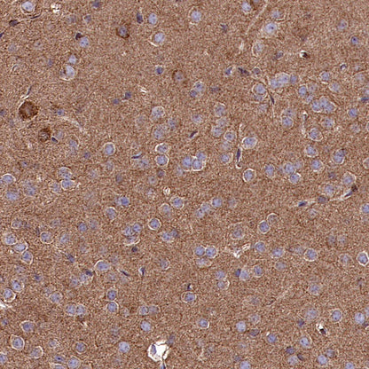 Cytochrome C Recombinant Rabbit mAb (S-2422-56)