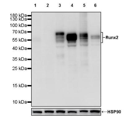 Runx2 Recombinant Rabbit mAb (S-1767-173)