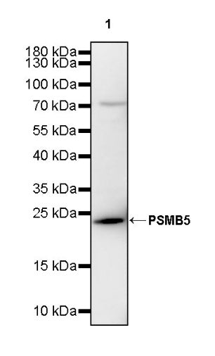 PSMB5 Rabbit Polyclonal Antibody