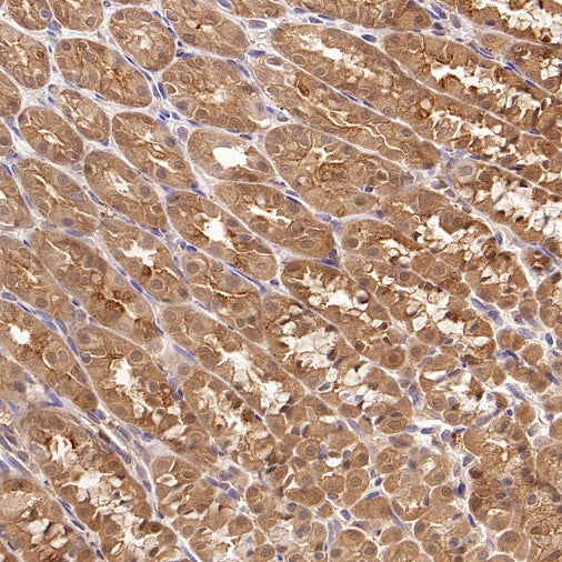 Hint1 Recombinant Rabbit mAb (S-2693-67)
