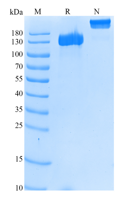 Siglec-2/CD22 Fc Chimera Protein, Human