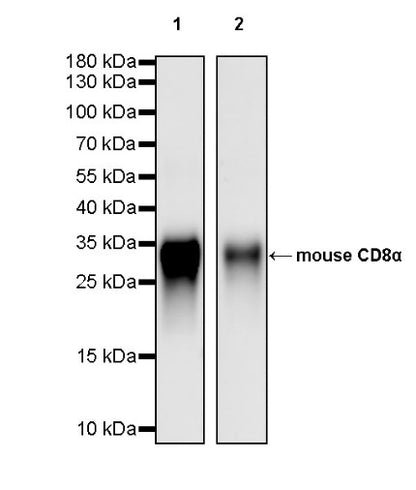 Invivo anti-mouse CD8α Recombinant mAb