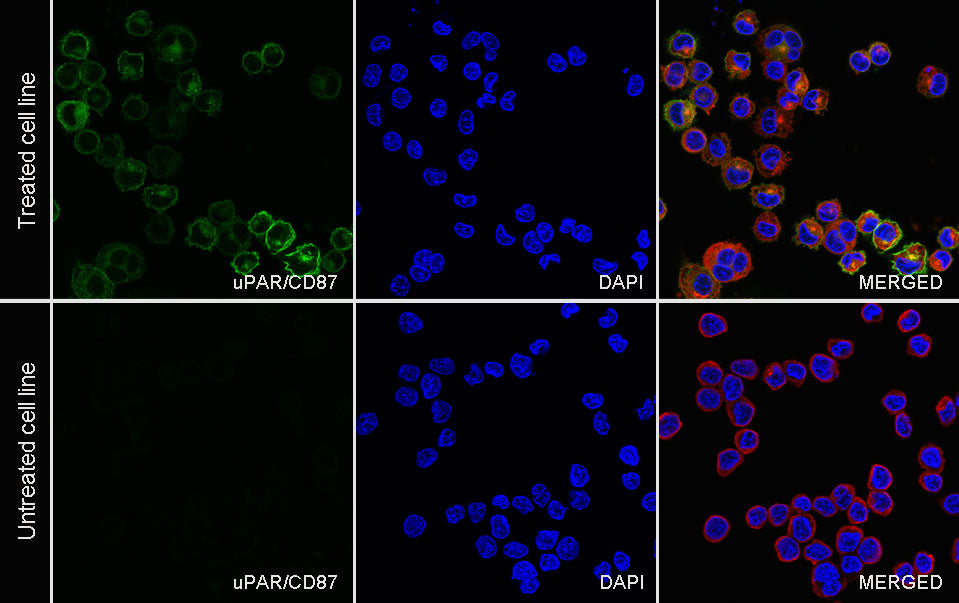 uPAR/CD87 Recombinant Rabbit mAb (S-3960-82)